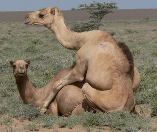 camels mating