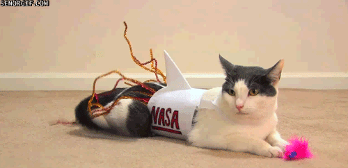 cat-rocket-nasa