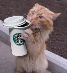 coffee-addict-cat