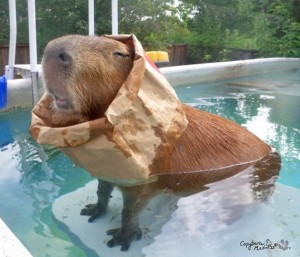 capybara bag