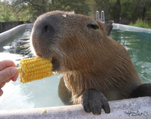 capybara corn