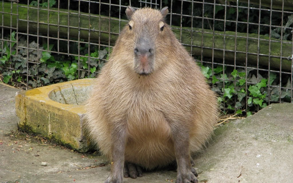 capybara dgaf