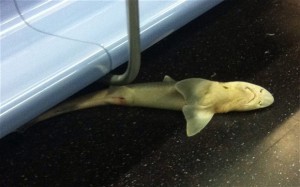 shark-subway_2638587b